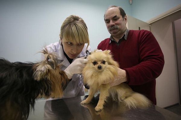 Ветеринарные служащие Новой Москвы отметили пятилетие